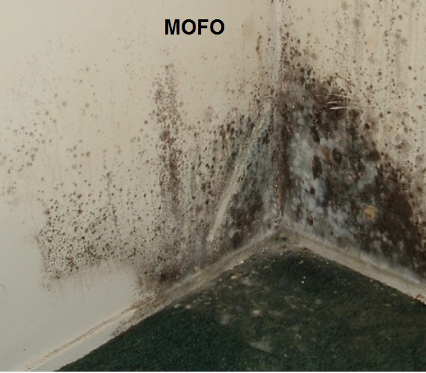 Imagem_Mofo_Detergente Multiação.jpg